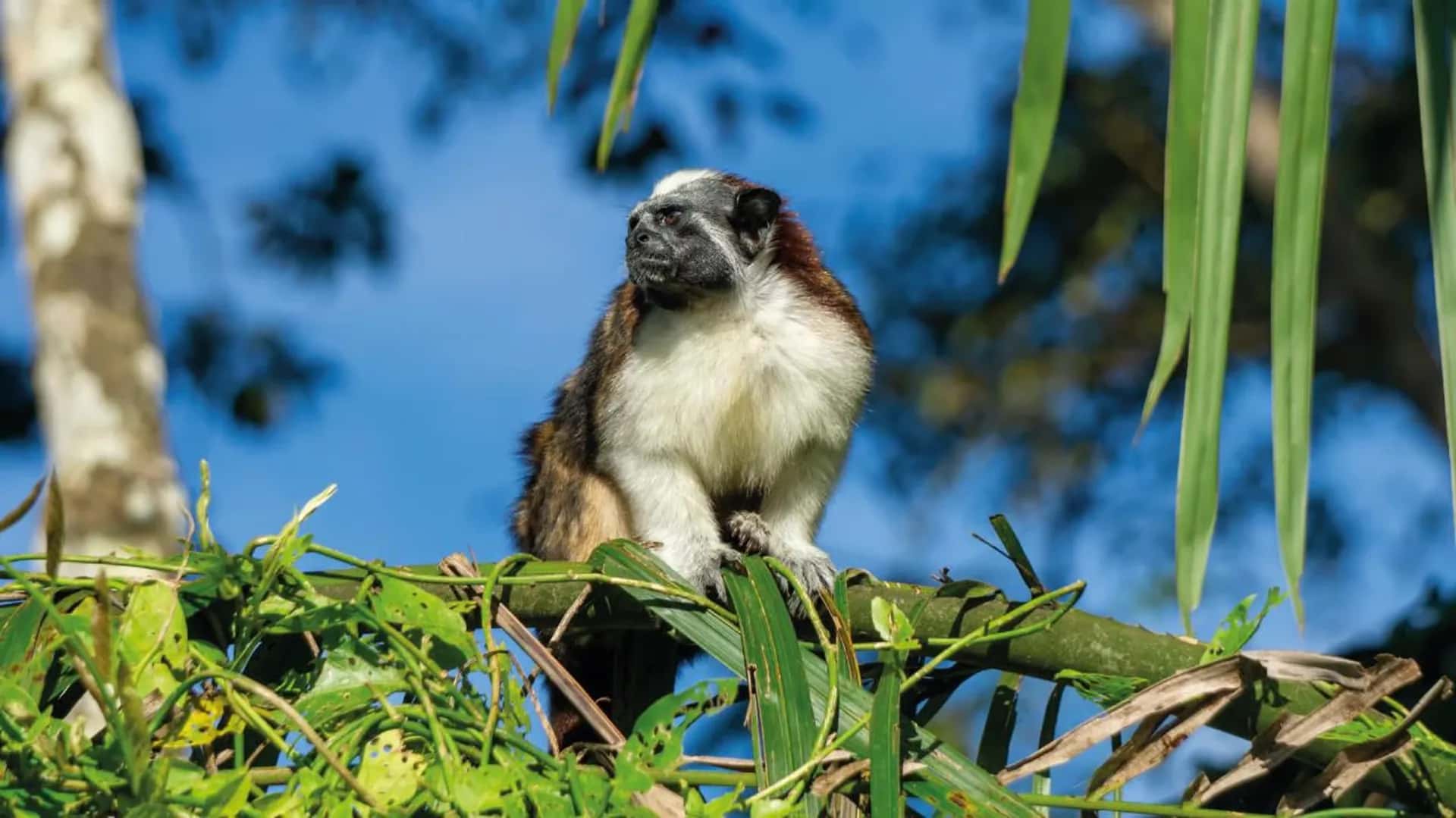 Monkey portrait - Nature