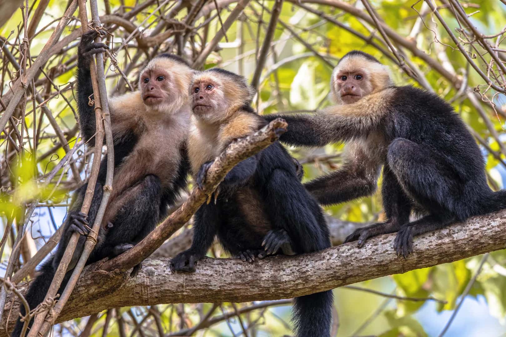 Howler monkey in canopy - Nature